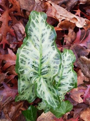 20181217_Arum_italicum_Seedling.jpg