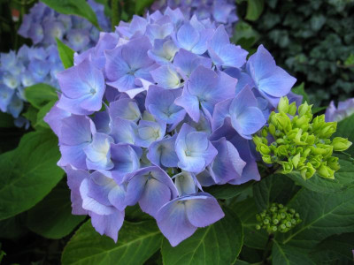 Bouquet Rose 2009.jpg