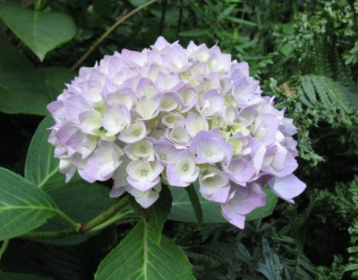 Hydrangea macrophylla Bouquet Rose.jpg