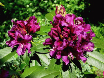 Rhodo_purple_splendour_12-5-07_1.jpg