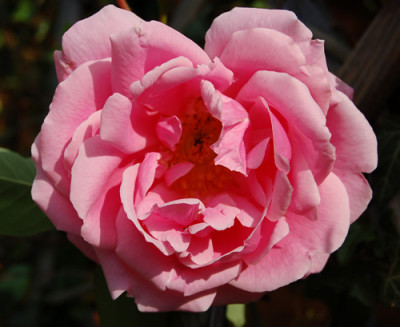 Mme_Caroline_Testout_Clg_G_3980_95.jpg