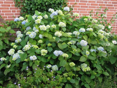 H_macr_GenVicomtessder VibrayeIMG_1765.JPG