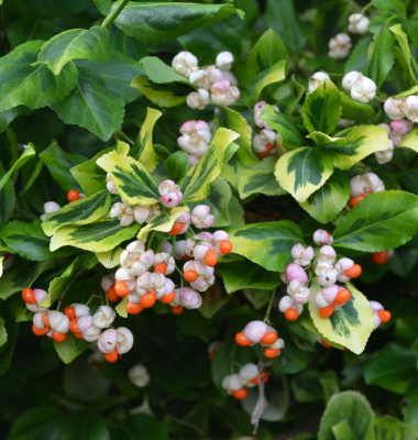 Euonymus_fortunei-EmeraldGold.16-3.jpg