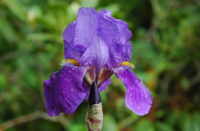 Iris_X__1_12-05-2007.jpg