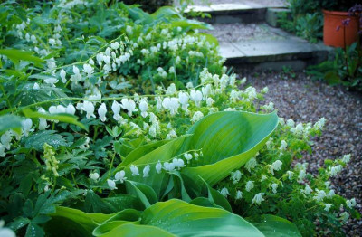 Hosta_Sum__Substance_Kombi__1_12-05-2007.jpg