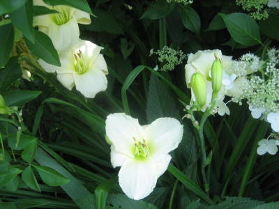 White Temptation_2202.jpg
