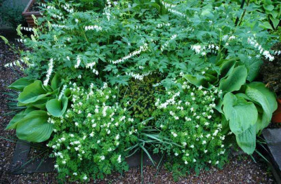Hosta_Sum__Substance_Kombi__2_12-05-2007.jpg