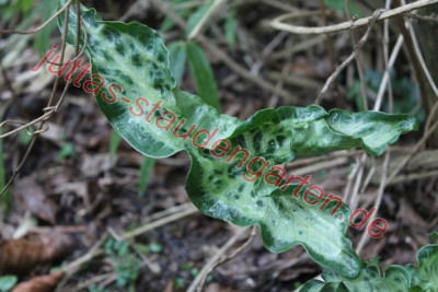 Arum italicum Sämling1.JPG