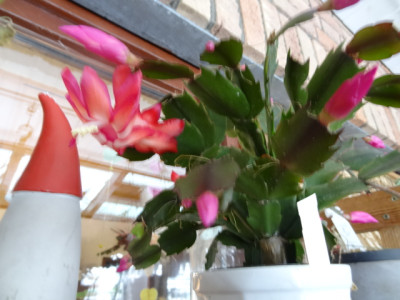 Schlumbergera rot.JPG