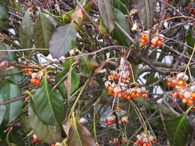 Euonymus.18-1.jpg