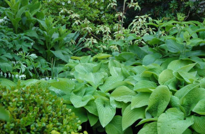 Hosta__Autumn_Moon_Kombi__1_12-05-2007.jpg