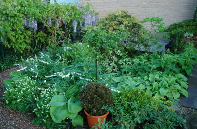 Hosta_Sum__Substance_Kombi__3_12-05-2007.jpg