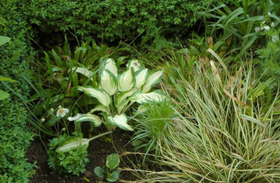 Hosta_Christmas_Eve_Kombi__1_12-05-2007.jpg