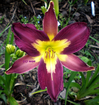 Star of India.jpg