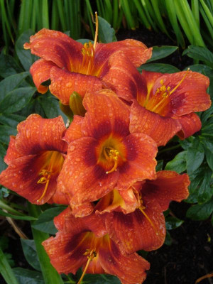 HolidayDelight-07-7.jpg