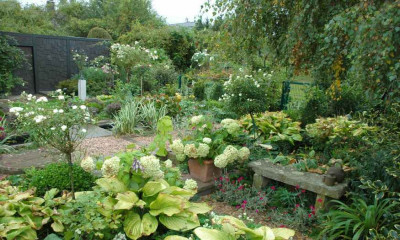 Hosta_Sum__Substance_Kombi__4_01-10-2006.jpg