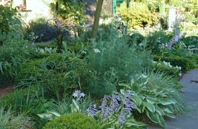 Hosta_Calypso_Kombi__2_16-07-2006.jpg