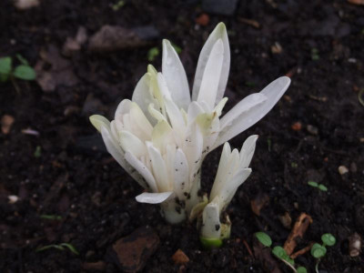 DSCF5779.JPG