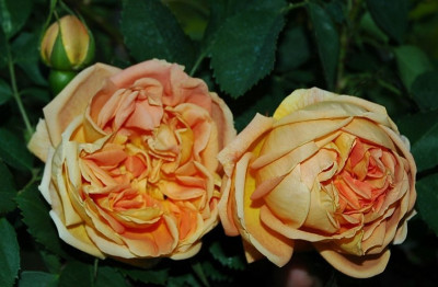 Rosa_Perle_dOr__X__1_10-05-2007.jpg