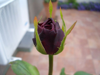 k-CIMG2130.JPG
