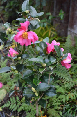 Camellia-ParadiseBelinda.18-6.jpg