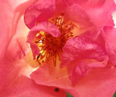 2007-05-11_summerwine.jpg