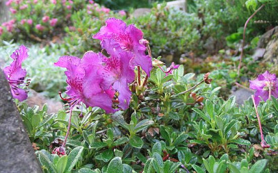 Rhododendron_calostrotum_ssp._keleticum_radicans_fars_2007.jpg