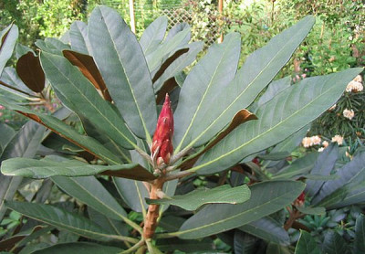 Rhododendron_rex_ssp._fictolacteum_fars_2007.jpg