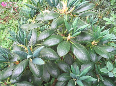 Rhododendron_clementinae_fars_2007.jpg