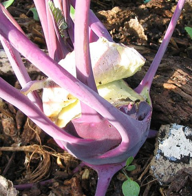 aufgeplatzter_Kohlrabi_fars_2007.jpg