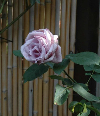 A3546a_Large.JPG