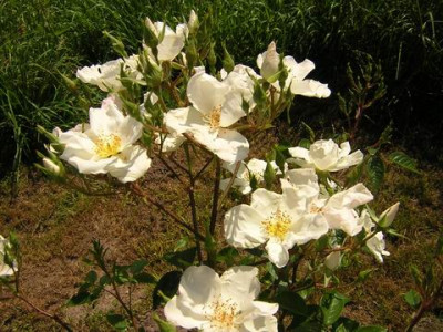 Clematisrose1a.JPG