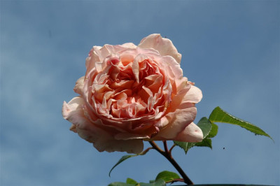 A3540_Large.JPG