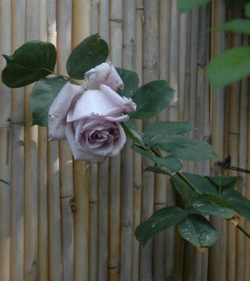 A3547a_Large.JPG