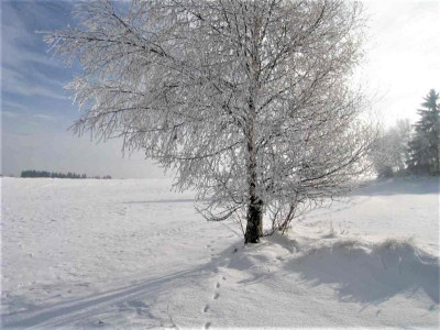 suedbaum000.jpg