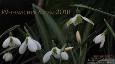 Weihnachtswünsche.jpg