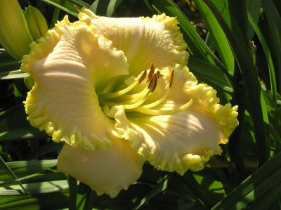GREEN MYSTIQUE stamile.JPG