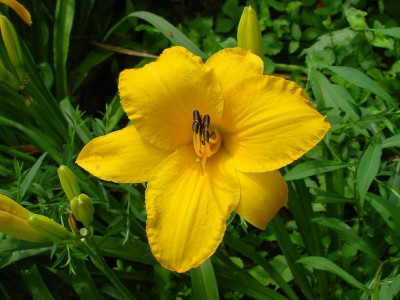 hemerocallis by myself.jpg