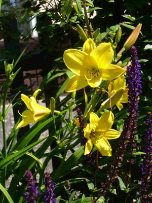 LemonBells-13-1.jpg