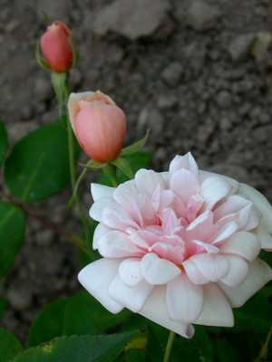 perle_d_or3_g.jpg