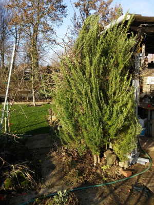 Rosmarin1218 nachher.jpg