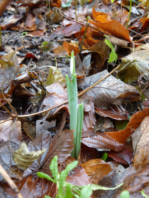 2018-12-25 Galanthus 'Fly Fishing'.jpg