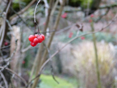 2018-12-25 Gartenimpressionen 1.jpg