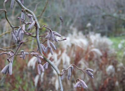 2018-12-25 Gartenimpressionen 2.jpg