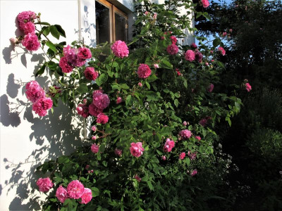 delagriff018.img.JPG