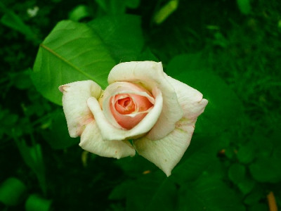 Ophelia1.jpg