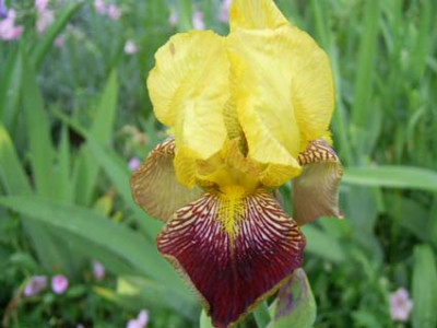 variegata_PIC_0237.JPG