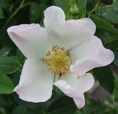 rosa_canina.jpg
