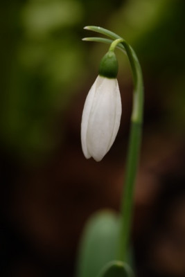 DSCF7242_3556.JPG