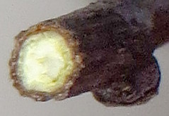 anschnitt_ast1.jpg